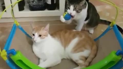 Look How This Cat Dont Want to Share Her Toy with Another Cat