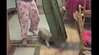 Dog Hates Ironing Board And Attacks It