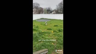 Dog Loves Leaping On A Trampoline