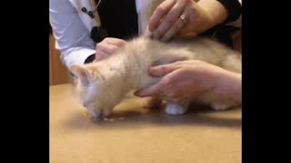 Kitten is not afraid of injections