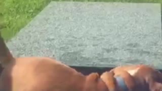 Brown dog slips in blue kiddie pool