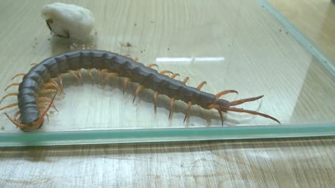 The giant centipede