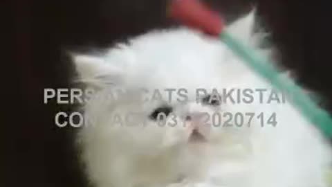 Show Class High Quality Peke Persian Kitten
