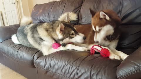 Cheeky husky slyly steals brothers toy!