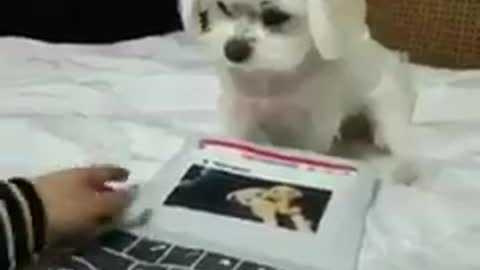Looks like the puppy is a faster typist than the man