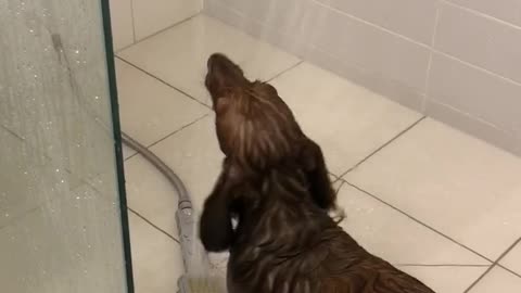 Happy Dachshund turns bath time into play time!