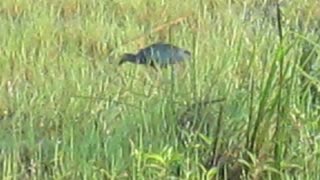 A Purple Swamphen