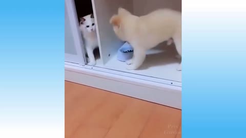 Weekly Funny Cats 😹 And Dogs 🐶 Videos - Try Not To Laugh!