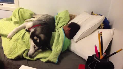 Husky Won't Let Boy Out Of Bed