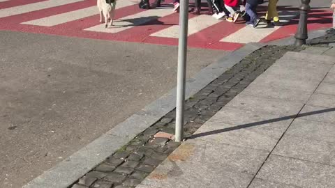 Protective Pooch Helps Kids Cross