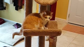 Brown cat falls out off cat tower while playing with owner