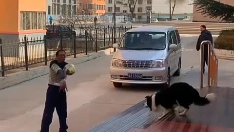 Dog play volley ball on the road