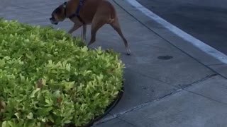 Brown dog getting chased by bird