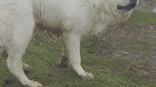 Polish Tatra sheep dog barking