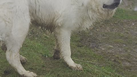 Polish Tatra sheep dog barking