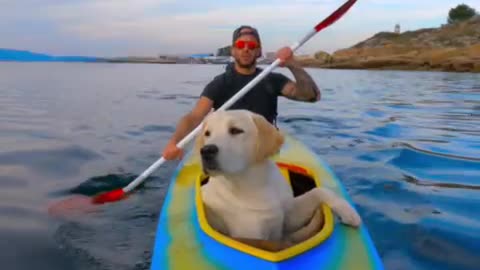 Adventurous dog destined to be a sailing pro