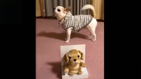 You Can't Stop Watching These Cute And Funny Pets