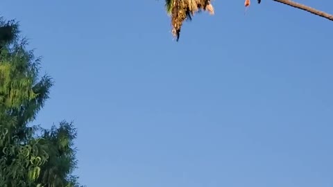 Arborist Rides Palm Tree Like a Cowboy