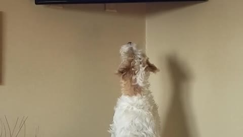 Russell Terrier amazed watching dog show on TV