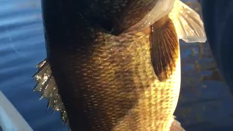 Big Spring largemouth bass