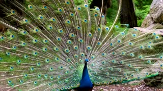 An Indian Peacock Shows Off His Feathers