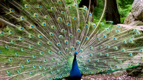An Indian Peacock Shows Off His Feathers
