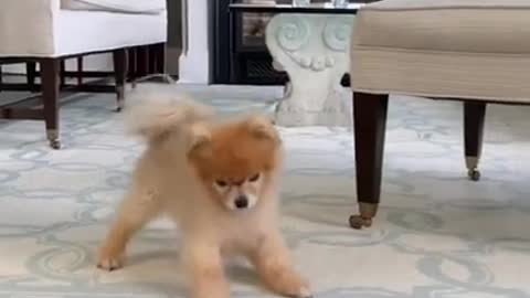 Ultimate Baby Dogs - Cute and Funny Dog Videos Compilation