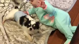 Playful chihuahua adorably entertains baby