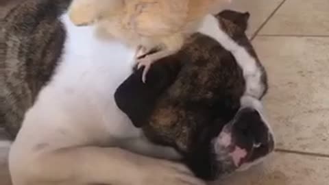 Baby chick and bulldog have become instant best friends