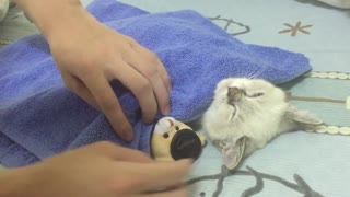 The cutest kitten ever! || Viral Video UK