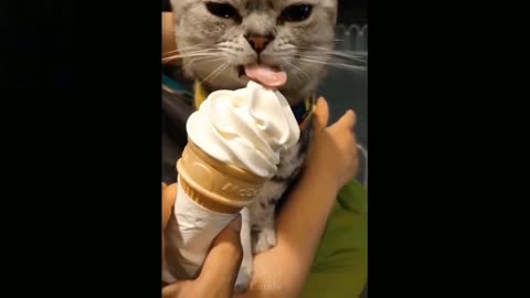 Cute cat eating ice cream, got a brain freeze