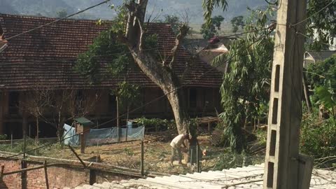 Miscalculations Send Timber Falling Onto House Roof