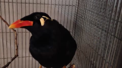 New video Amazink talking indian Hill mynah brid can say kazi bhai mynah and more
