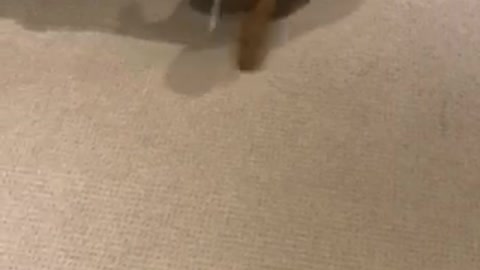 Wet dog does the carpet dance
