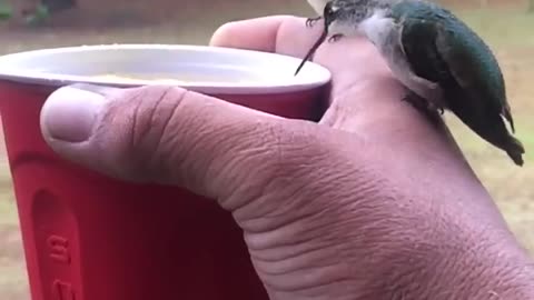 cute birds drink from my hand