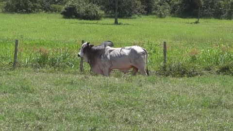 Soltando a vacada depois do manejo