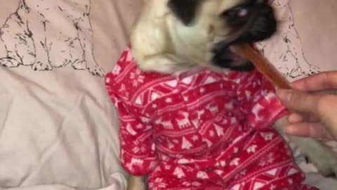 Pug in pyjamas enjoys a snack in bed