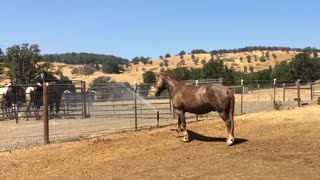 Two horses horsin' around in a sprinkler