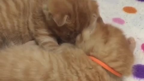 Kitten hiccups and hugs