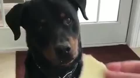 Dog says no to Vegetables, FUNNY & CUTE