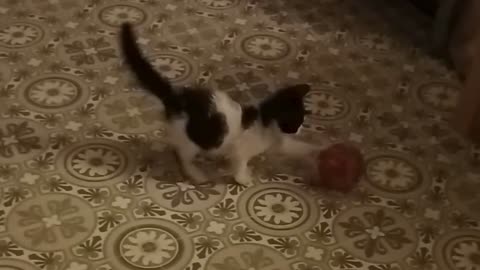 Tiny Kitten playing with a tiny ball!