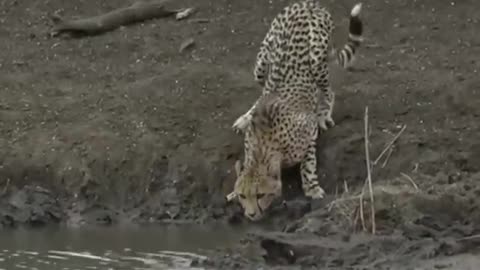 This panther is neutralized by a powerful crocodile
