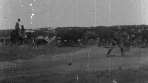 Driving Cattle To Pasture (1904 Original Black & White Film)