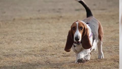 🐕 Dogs With The Biggest Ears - TOP 10 Dog Breeds With The Biggest Ears In The World!