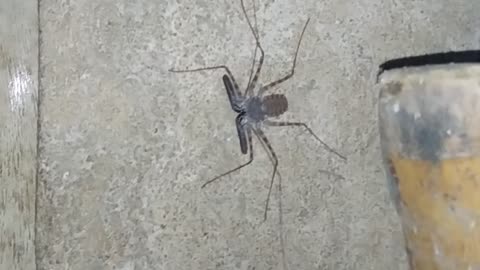 What Kind of Spider It Is?