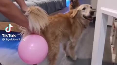 doggy fart balloon cfgrfg