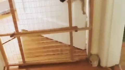 Don’t try to make a gate for cats because it doesn’t work