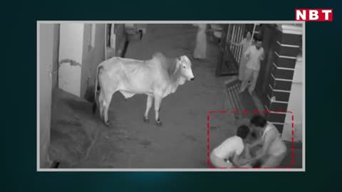 Boy saves grandma from bull attack