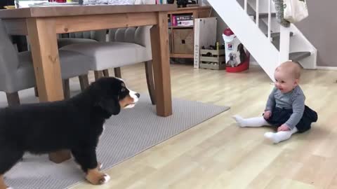 Cute dog baby talking each other