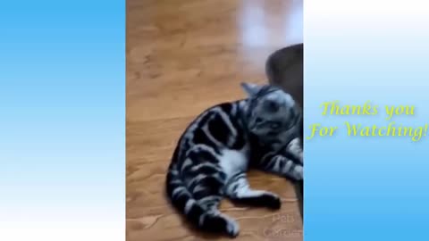 Funny Cats & Cute Kittens Compilation 2021